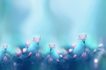 Soft Beautiful Forest Primula Pink Flowers Background Photography Backdrop IBD-19704