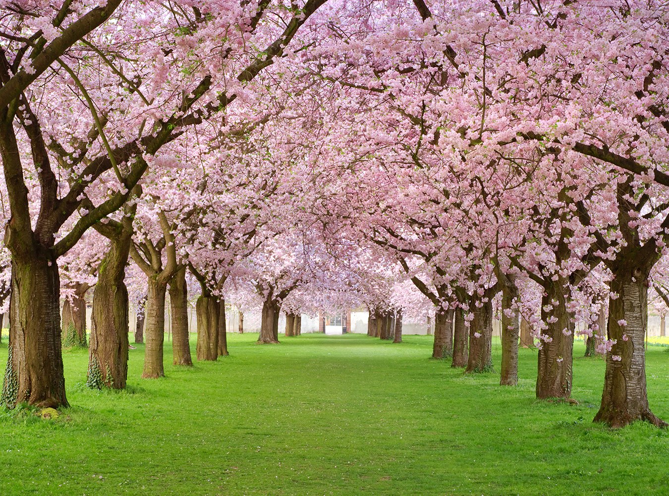 Spring Scenery Background Cherry Trees in Full Bloom on the Geen Lawn Photos Backdrop IBD-20073 - iBACKDROP-flower backdrops, Flower Background, Flower Tree Sidewalk, Flowering Trees, For Photography, Natural Backdrop, photography backdrops, Photography Background, pink backdrop, Portrait Photography backdrops, Scenery Background