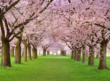 Spring Scenery Background Cherry Trees in Full Bloom on the Geen Lawn Photos Backdrop IBD-20073