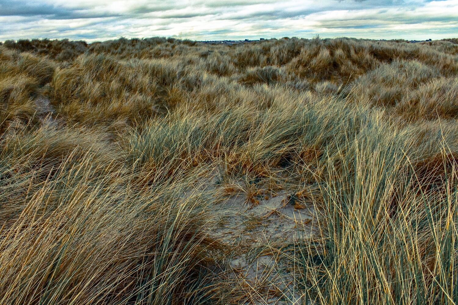 Ireland Grasslands Photography Backdrops IBD-24310