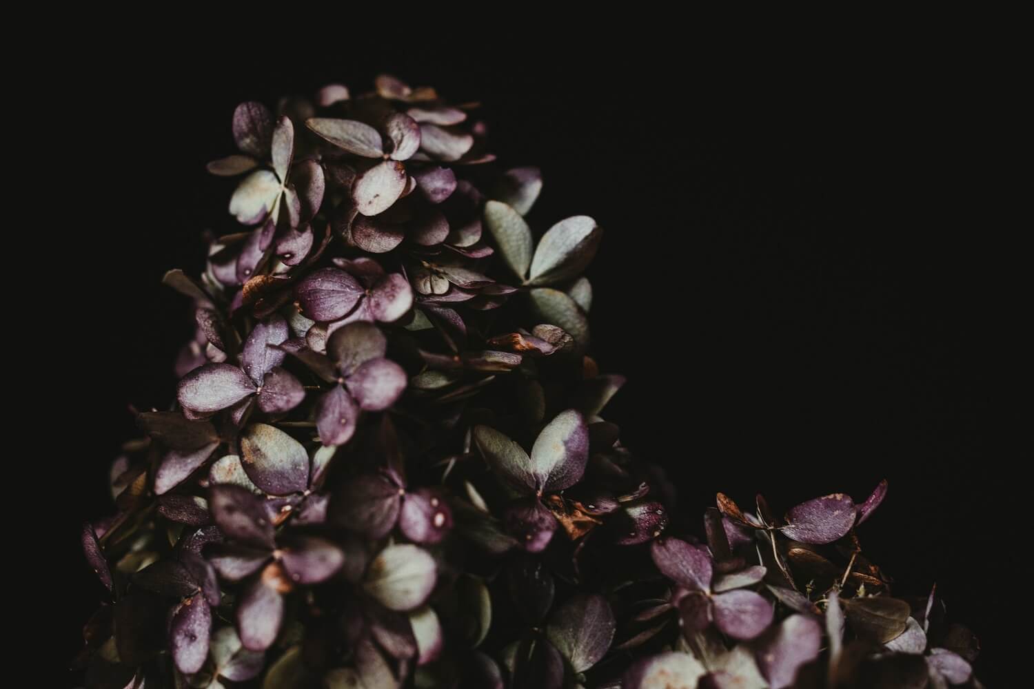Purple And Green Leaves Against Black Backdrop IBD-24322