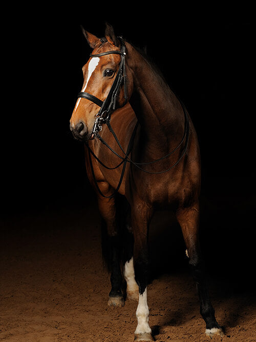 Animal Backdrops