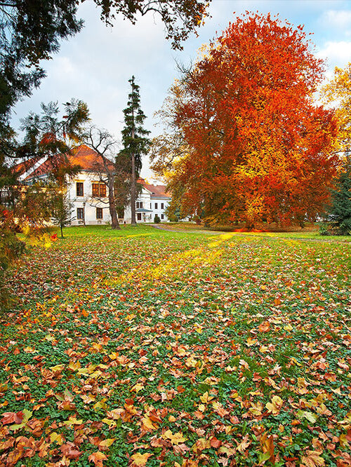 Autumn Backdrops