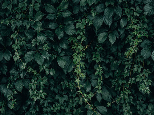 Plant Backdrops