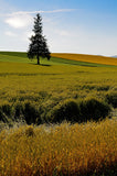 Autumn field Background Season Backdrops IBD-19450