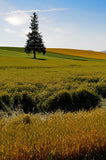 Autumn field Background Season Backdrops IBD-19450 - iBACKDROP-autumn backdrops for photography, fall backdrop, fall backdrops, festival backdrops, scenic backdrops, season backdrops, sky backdrops