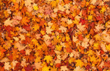 Autumn full of leaves background Photography Backdrops IBD-19353 - iBACKDROP-Autumn Backdrops, Fall Backdrop, Fall Backdrops, Fall Photography Backdrops, Season Backdrops, Tree Backdrops
