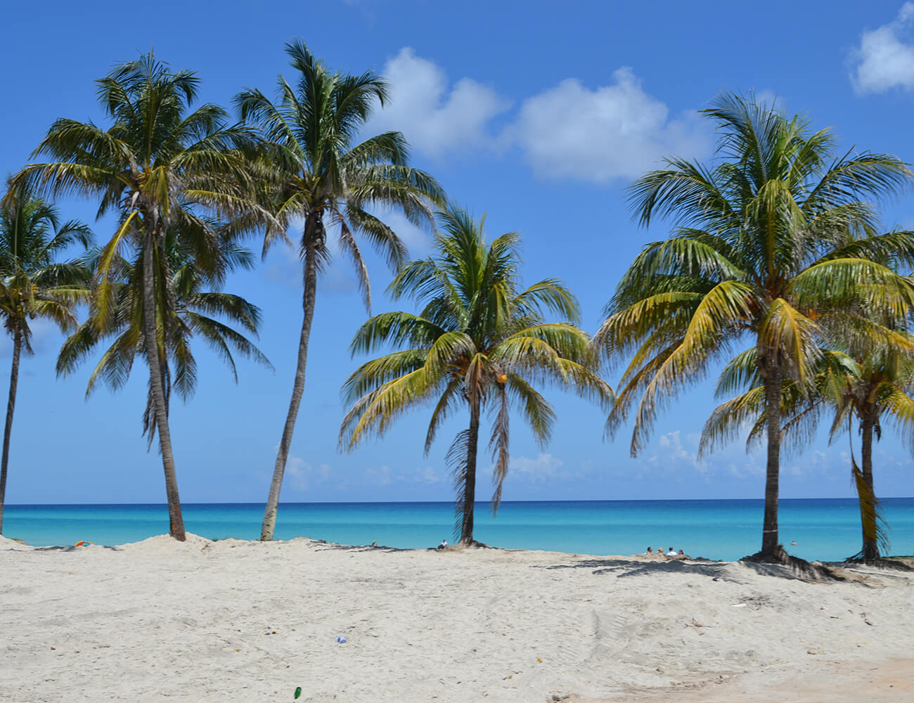 Beach Coconut Tree Scenery Backdrop For Photography IBD-24595