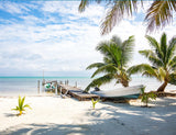 Beach Coconut Tree Scenery Background For Photography IBD-24610