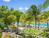 Beach Tropical Tree Scenery Background For Photography IBD-24588