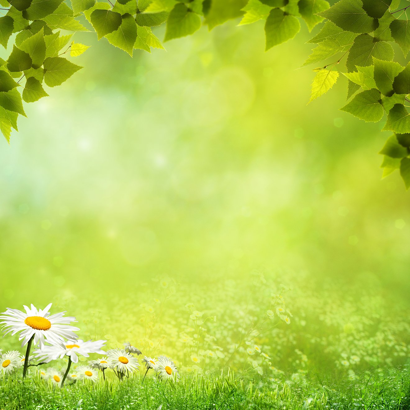 Order Natural Background Background Natural Photo