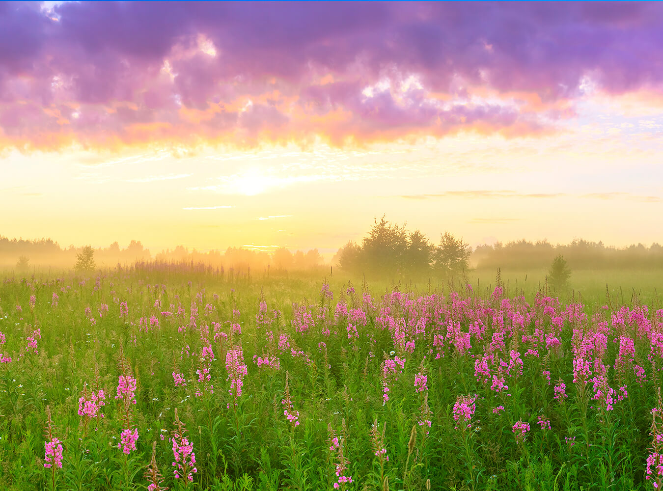 Beautiful Rural Landscape With Sunrise And Blooming Meadow Purple Flower Photography Backdrops IBD-24273