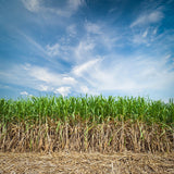 Blue Sky Farm Background Sugar Cane Backdrop IBD-201242 - iBACKDROP-Nature Background, Sky Backdrops, Sky Photography Background, Sky with Clouds
