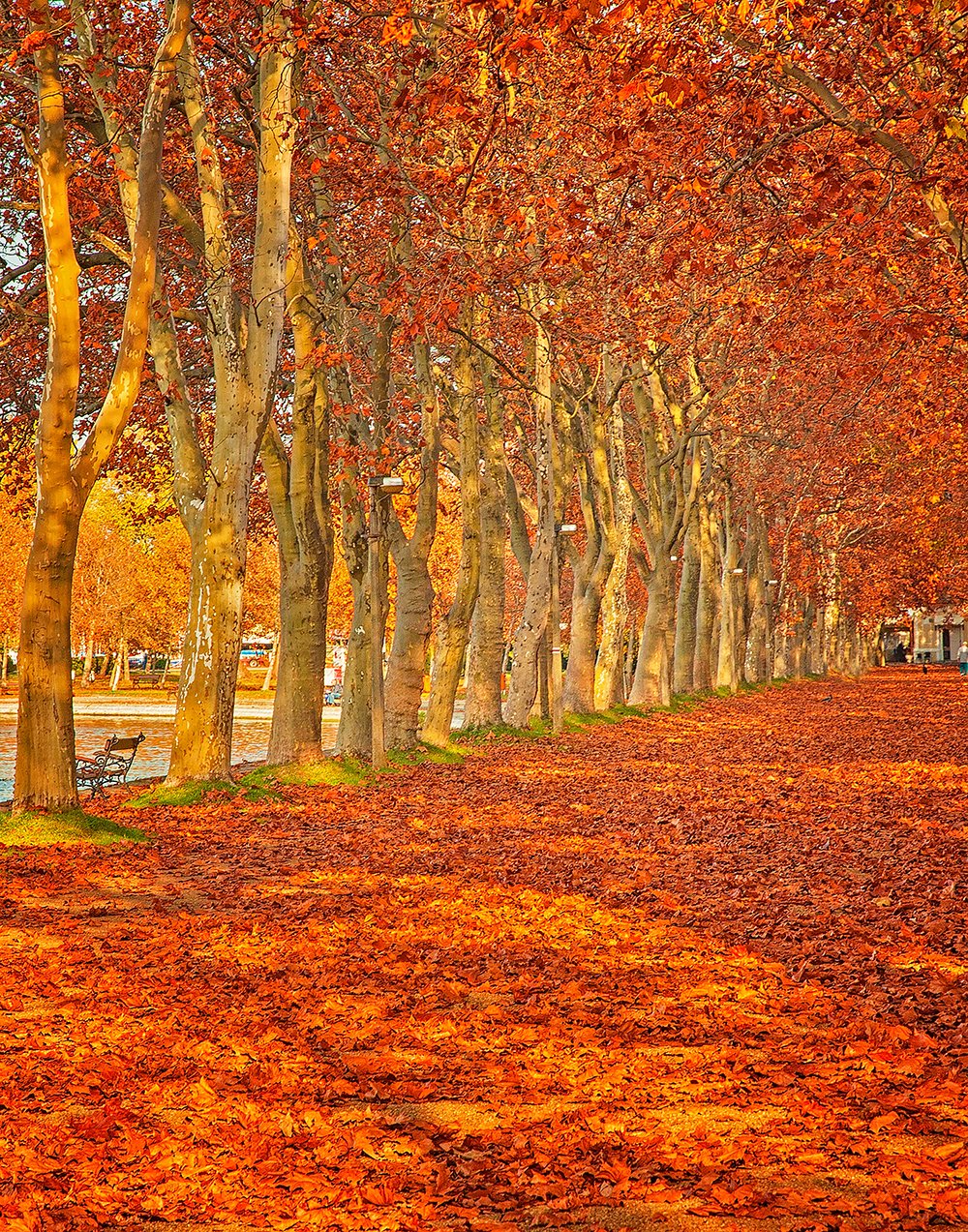 Bright Red Autumn Background Photography Backdrops IBD-19363