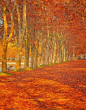 Bright Red Autumn Background Photography Backdrops IBD-19363