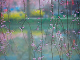 Cherry Blossoms  Background For Photography IBD-24526