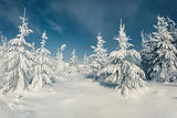 Cold Fir Forest with Snow Background Winter Backdrop for Photography IBD-19610