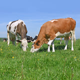 Cow Grass Background Pasture Animals Backdrop IBD-201239 - iBACKDROP-Animal Backdrops, Grass Backdrops, Grass Background, Green Grass Backdrop, Green Grass Background, Green Grass Bud Sky Dim Background, Nature Background