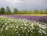 Daisy Flower Background For Photography IBD-24583