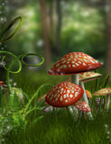 Fairytale Forest And Mushroom Background For Photography IBD-24572