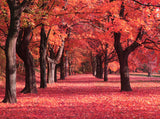 Fall Red Maple Forest Botanical Backdrop IBD-24425