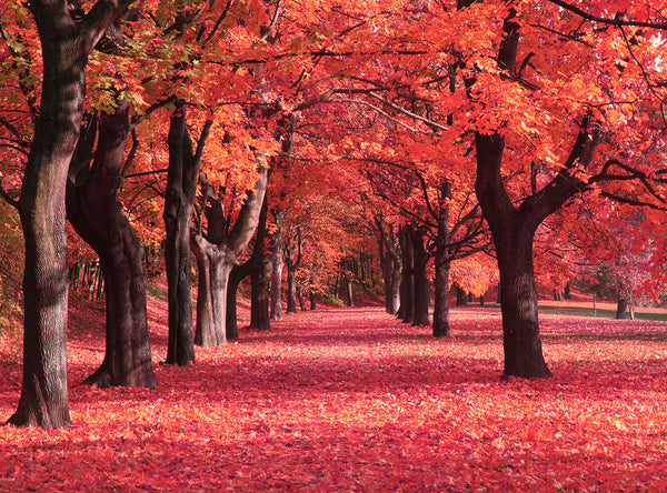 Forest Background Fall Maple R Entry Fall Red Maple Forest Botanical Backdrop IBD-24425 – iBACKDROP