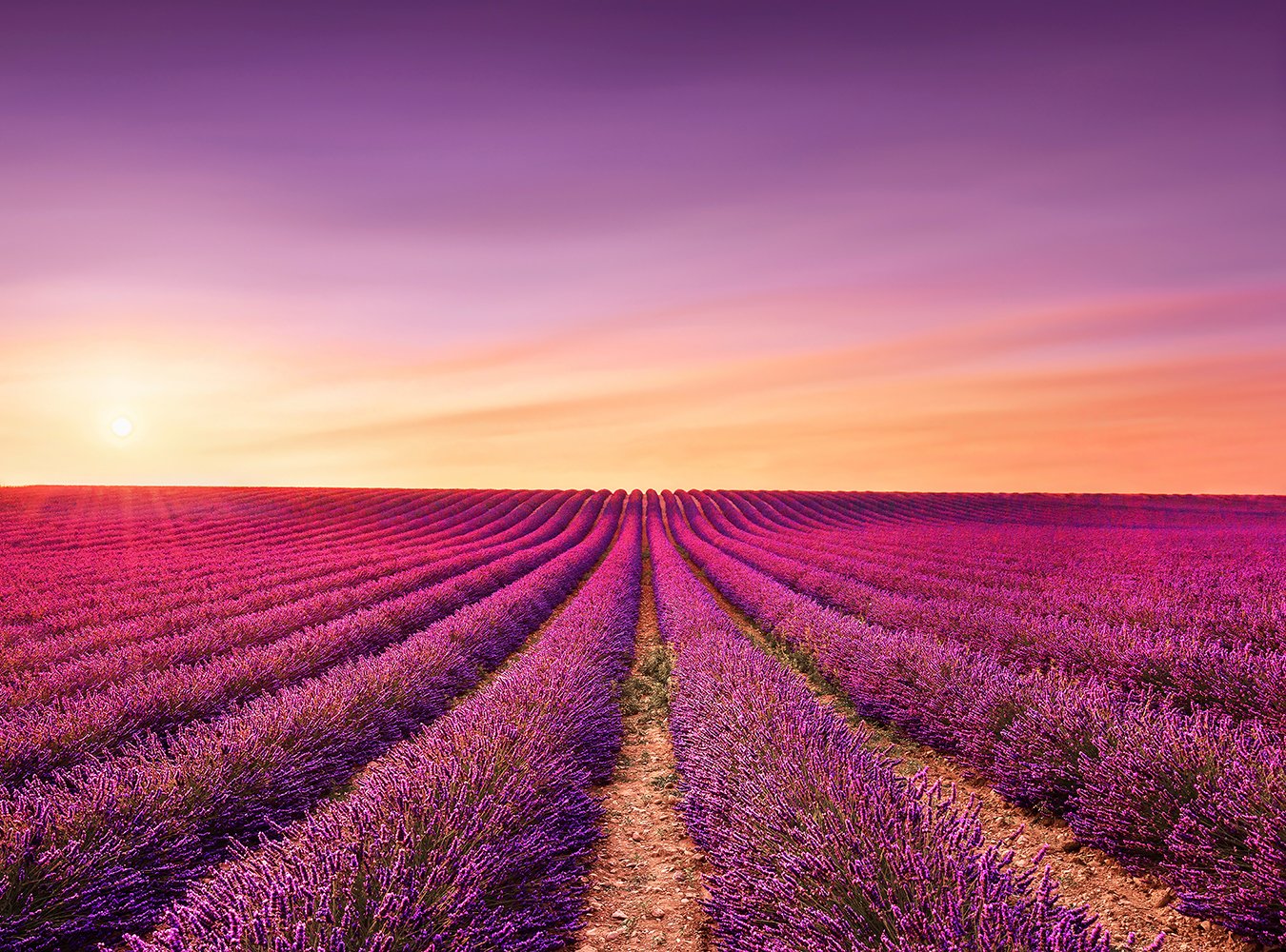 flower lavender background Flower Sunset Backdrop Purple Lavender Background IBD-20175 – iBACKDROP