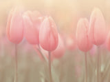 Flowers Background Tulip Soft Light Gentle Photography Backdrop for Mother IBD-20116