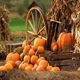 Road Backdrops Autumn Backdrops Pumpkin Background G-027