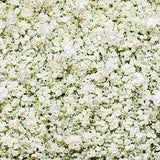 Patterned Backgrounds Flowers Backdrops White Backdrops G-182 - iBACKDROP