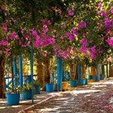 Patterned Backdrops Flower Backdrops Garden Backgrounds G-232