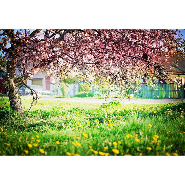Trees, Parks &amp; Woodland Backdrops