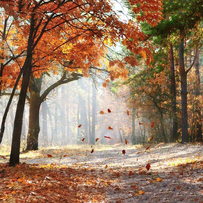Season Backdrops Autumn Backdrops Beautiful Maple Leaf Background G-593