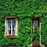 Window And Door Backdrops Green Backdrop Leaf Background G-669
