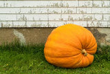 Giant Pumpkin Grass Background Photography Backdrops for Thanksgiving Day IBD-19685