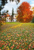 Grass Leaves Fall Background Autumn Backdrops IBD-19348