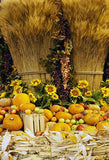 Harvest Background of Sunflower Autumn Backdrop for Thanksgiving IBD-19681