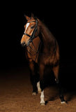 Horse Dark Background Animal Backdrop for Photography IBD-19564