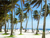 Coconut Tree Beach Background For Photography IBD-24594