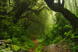Primeval Forest Backdrop For Photography IBD-24630