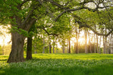 White Flower Woodland Forest Backdrop For Photography IBD-24631