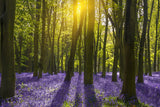 Purple Flower Woodland Forest Backdrop For Photography IBD-24632
