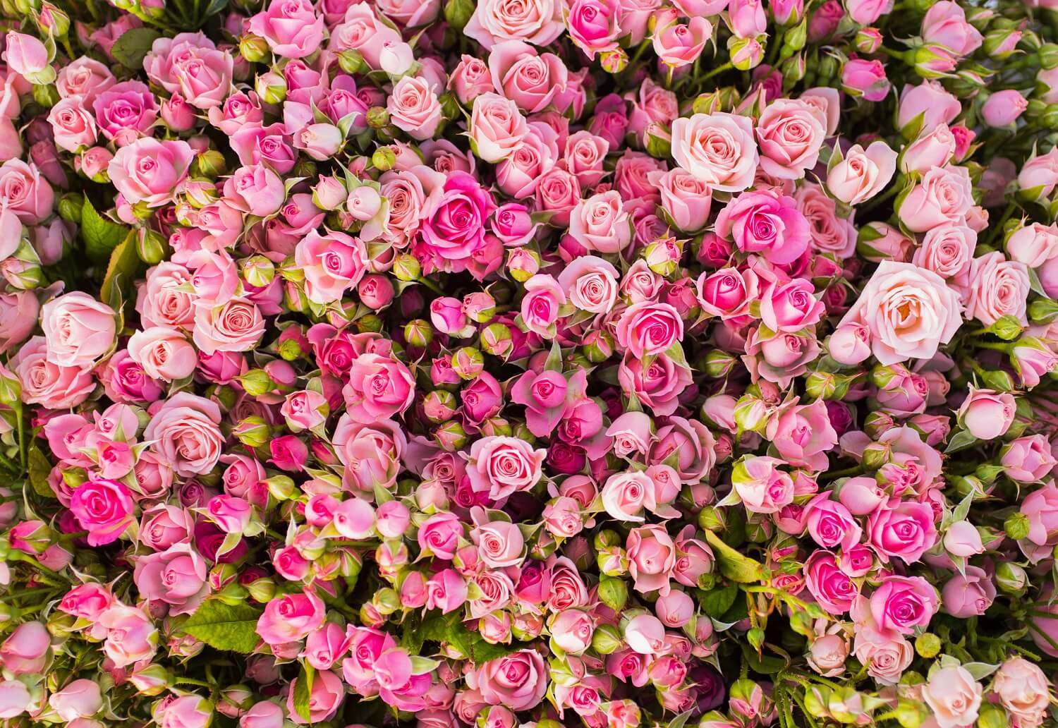 Pink Rose Flower Photography Backdrop IBD-24645