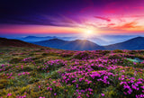 Moutain Top Purple Flower Dask Scenery Photography Backdrop IBD-24651