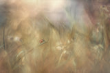 Abstract Texture Raining Ladybug Background For Photography IBD-246716