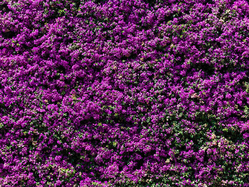 Purple Flower Wall Background For Photography IBD-246734
