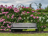 Pink Rose And Bench Flower Backdrop For Photo IBD-246735