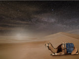 Desert Camel Night View Landscape Backdrop IBD-246798