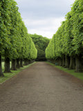 Park Road WIth Green Trees Backdrop IBD-246807