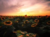 Orange Dusk Sunflower Field Photography Backdrop IBD-246810